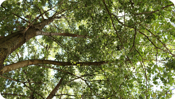 Tree canopy